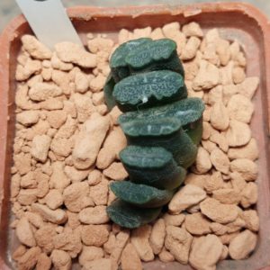 6697 Haworthia truncata -Japan-