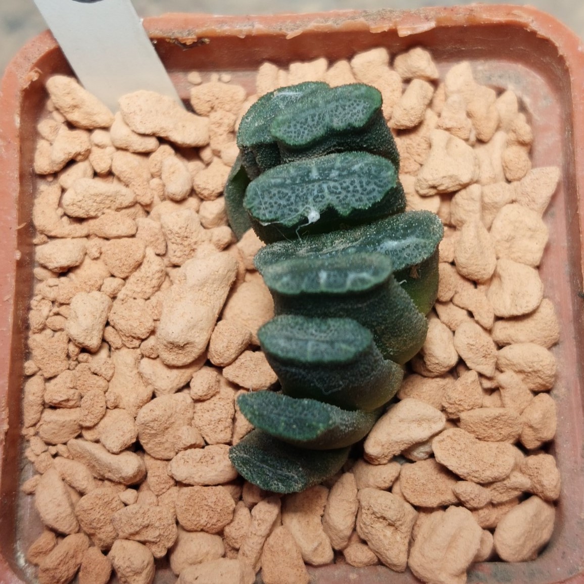 6697 Haworthia truncata -Japan-