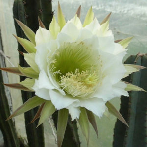 Eriocereus jusbertii -seeds-