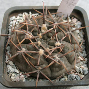 Gymnocalycium borthii LB 295 -Seeds-
