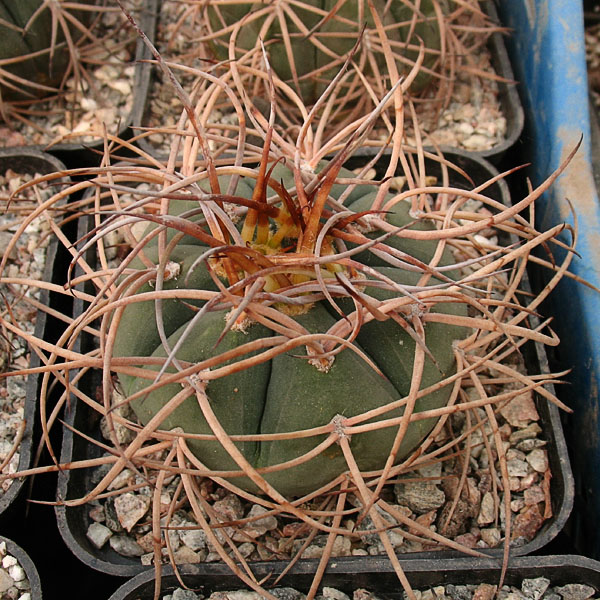 Gymnocalycium cardenasianum JO 605 -Seeds-