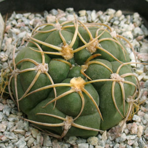 Gymnocalycium megalothelon -Seeds-
