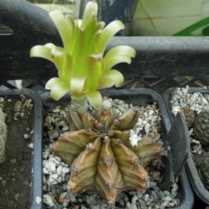 Gymnocalycium mihanovichii VoS 01/005 -Seeds-
