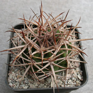Gymnocalycium mostii subs. ferocior -Seeds-