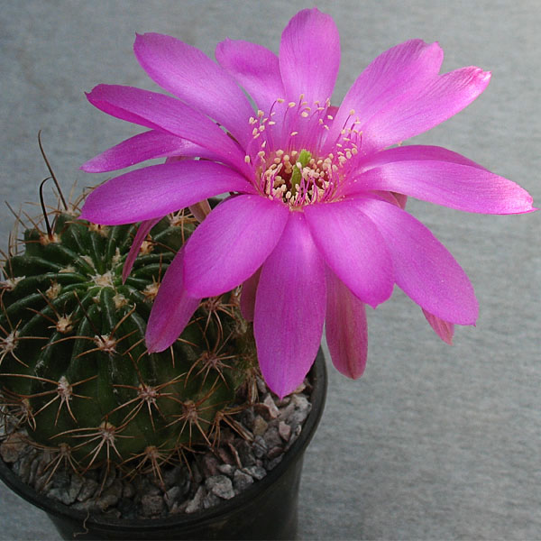 Lobivia calorubra v. mizquensis WR 463 -seeds-