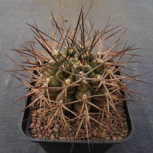 Gymnocalycium schickendantzii (michoga) -Seeds-