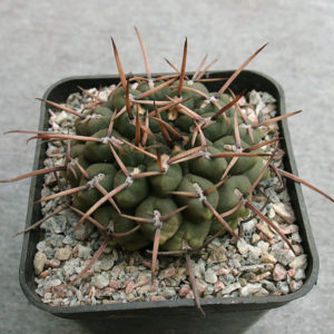 Gymnocalycium schroderianum Rio Mocoretta -Seeds-