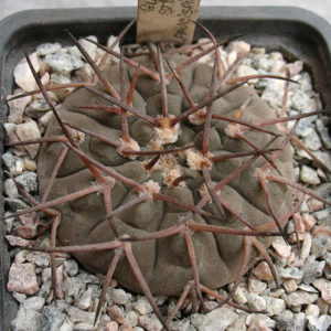 Gymnocalycium stellatum v. paucispinum L 479 -Seeds-