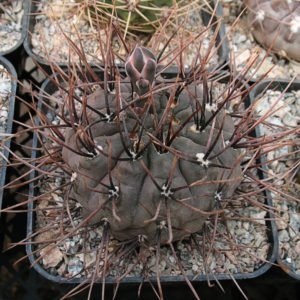 Gymnocalycium striglianum STO 544