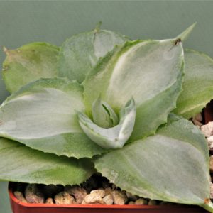 Agave-intermensis-mediopicta-alba-3