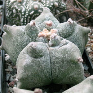 Astrophytum myriostigma  cv. kikkoranpo seminuda -Seeds-