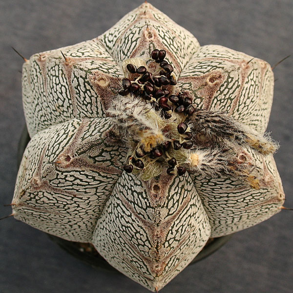 Astrophytum myriostigma cv. ONZUKA V-tipe Astrophytum myriostigma cv. ONZUKA V-tipe
