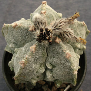 Astrophytum myriostigma  cv. fukuryi -Seeds-