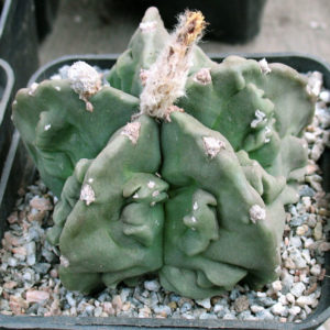 Astrophytum myriostigma  cv. fukuryi nudum -Seeds-