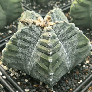 Astrophytum myriostigma  cv. kikko -Seeds-