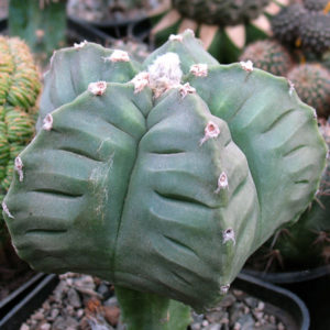 Astrophytum myriostigma  cv. kikko nudum -Seeds-