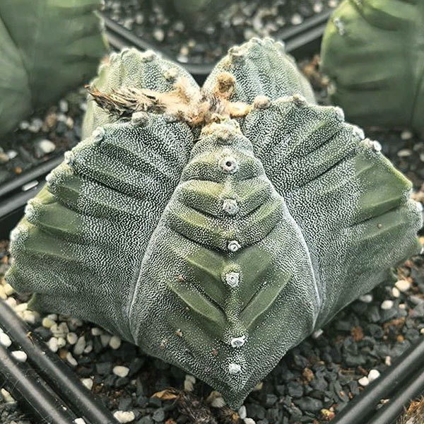 Astrophytum myriostigma  cv. kikko -Seeds-