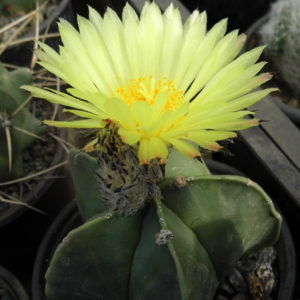 Astrophytum myriostigma v. nudum -Seeds-