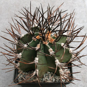 Astrophytum niveum v. nudum Busek -Seeds-