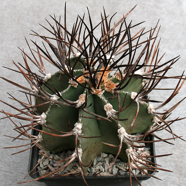 Astrophytum niveum v. nudum Busek -Seeds-