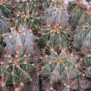 Astrophytum ornatum -Seeds-