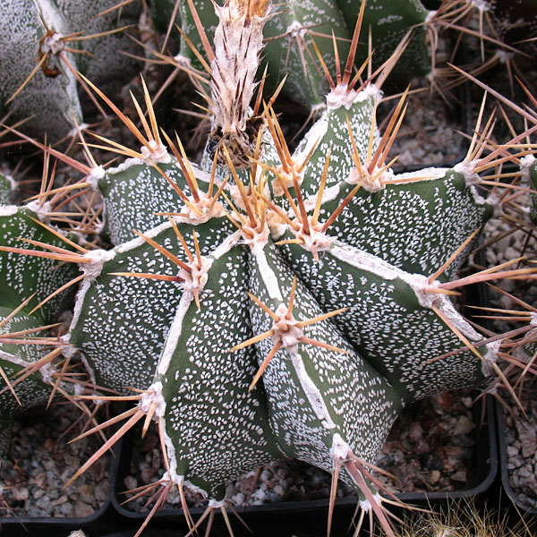 Astrophytum ornatum cv. Haku-jo -Seeds-