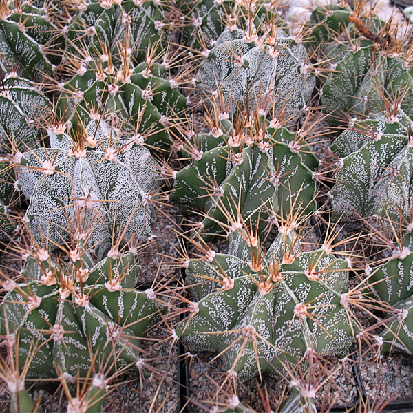 Astrophytum ornatum -Seeds-