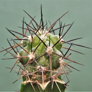 Copiapoa-montana-1