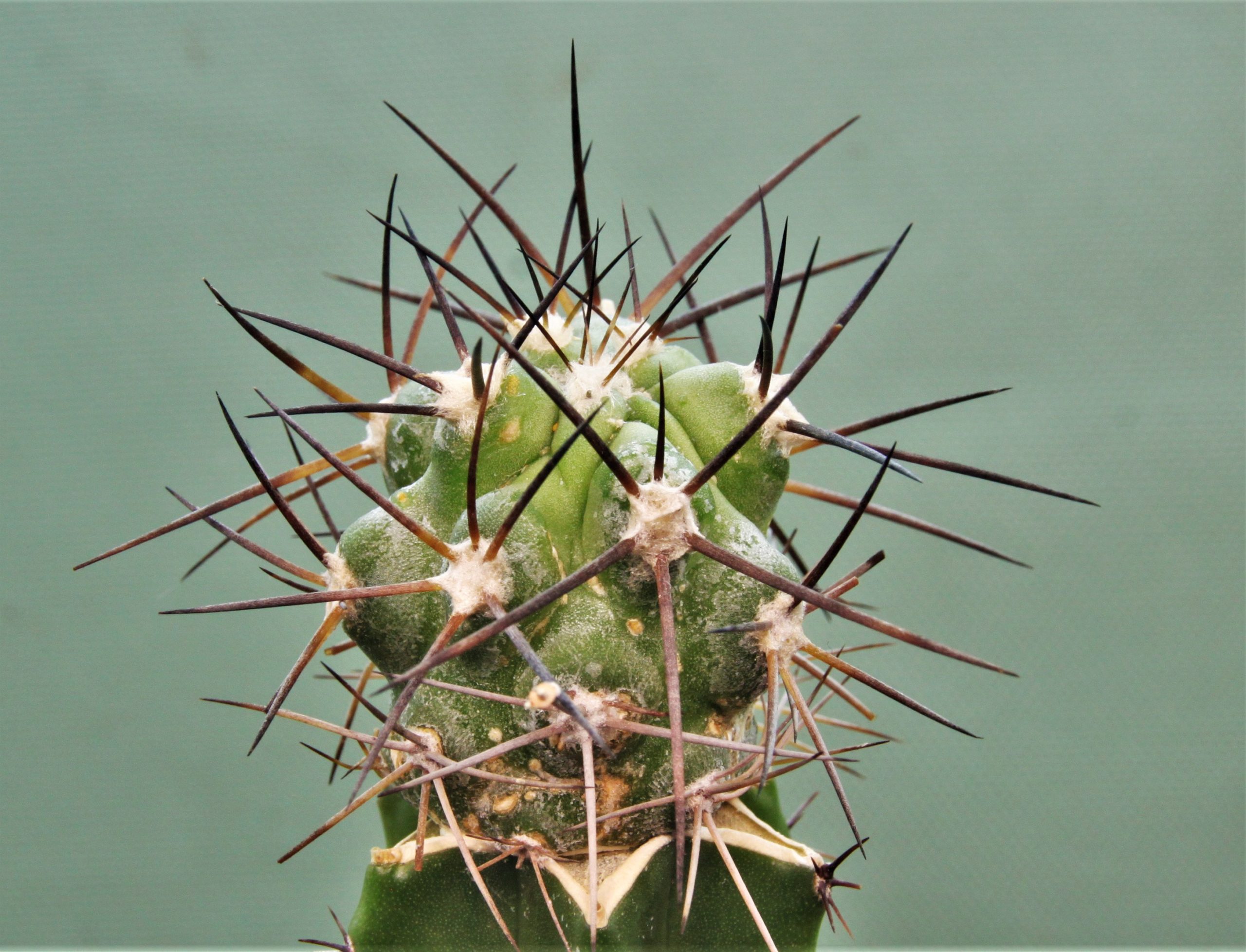 Copiapoa-montana-1