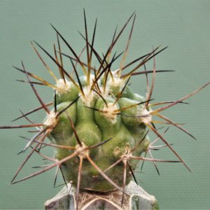 Copiapoa-montana-2