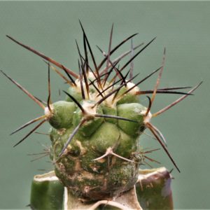 Copiapoa-montana-3