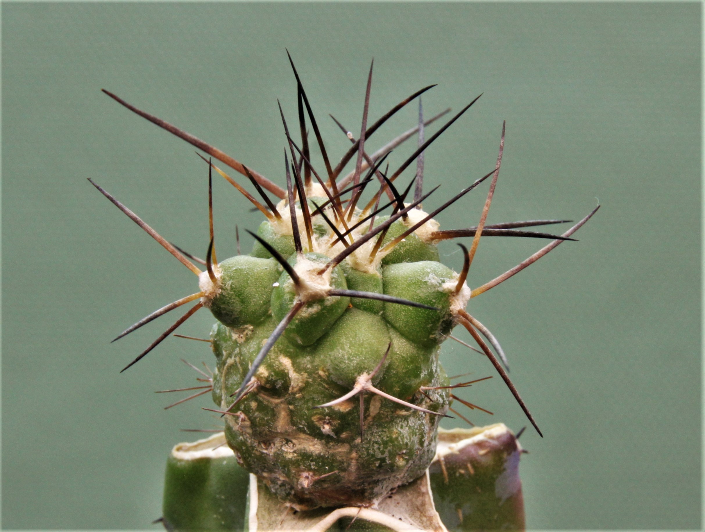 Copiapoa-montana-3