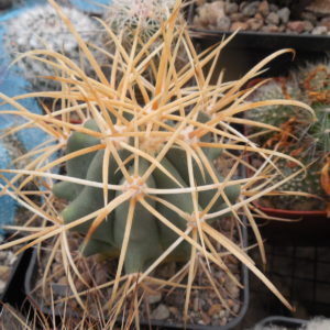 Ferocactus cylindraceus - v. eastwodiae RP 74 - Superior, Az.  - MG -