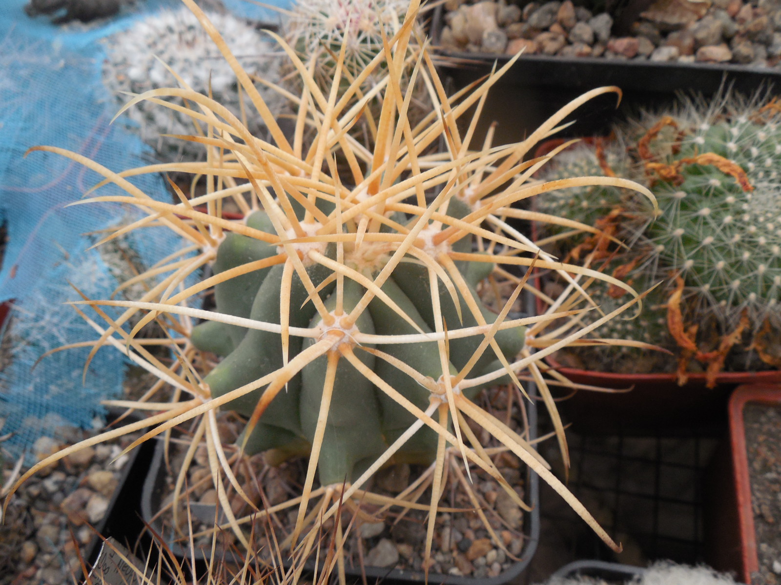 Ferocactus cylindraceus - v. eastwodiae RP 74 - Superior, Az.  - MG -
