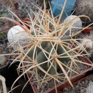 Ferocactus cylindraceus - v. eastwodiae RP 74 - Superior, Az.  - MG - відбір -