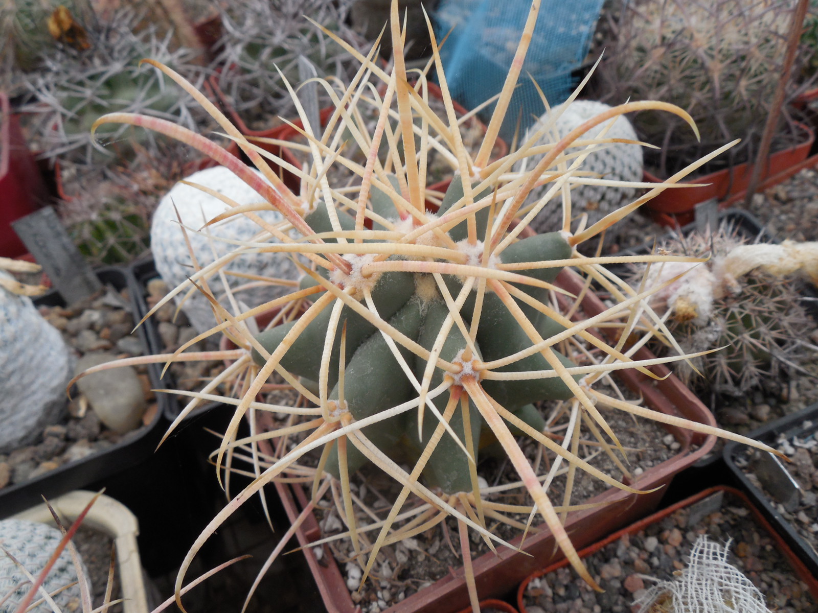 Ferocactus cylindraceus - v. eastwodiae RP 74 - Superior, Az.  - MG - відбір -