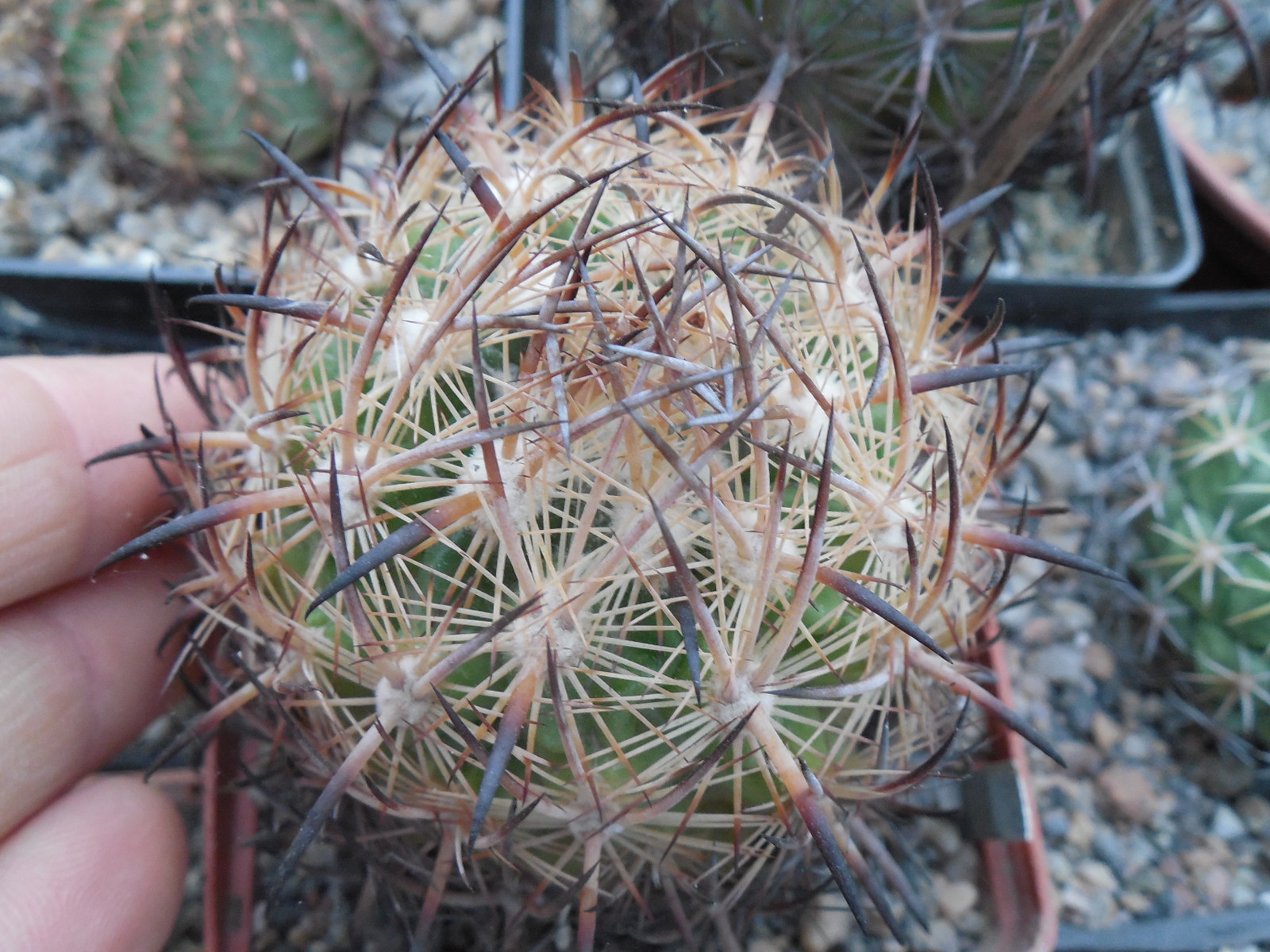 Echinomastus Laui SB 525 - Salinas, SLP - MG - not grafted -