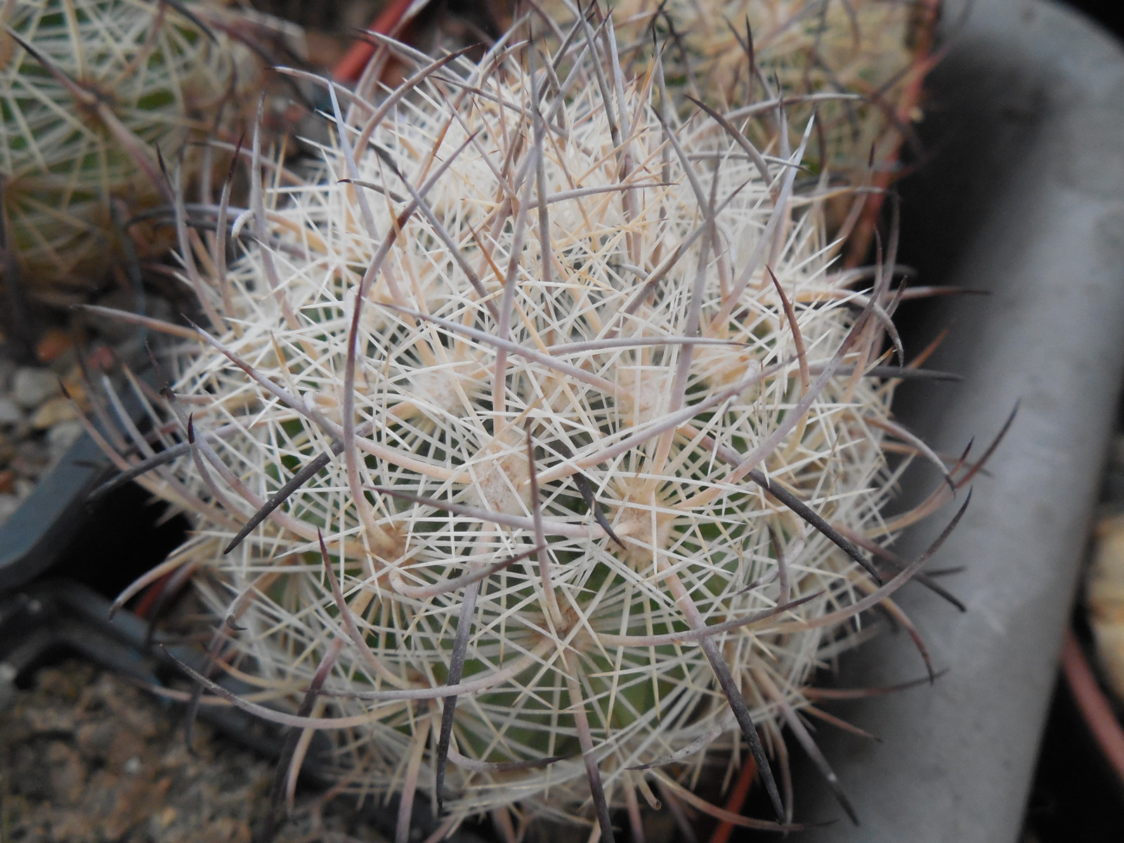 Echinomastus unguispinus  GL 607 - s Jimenez, Chih. MG -  not grafted -