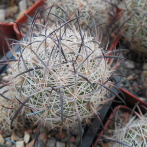 Echinomastus unguispinus  GL 607 - s Jimenez, Chih. MG -  not grafted -