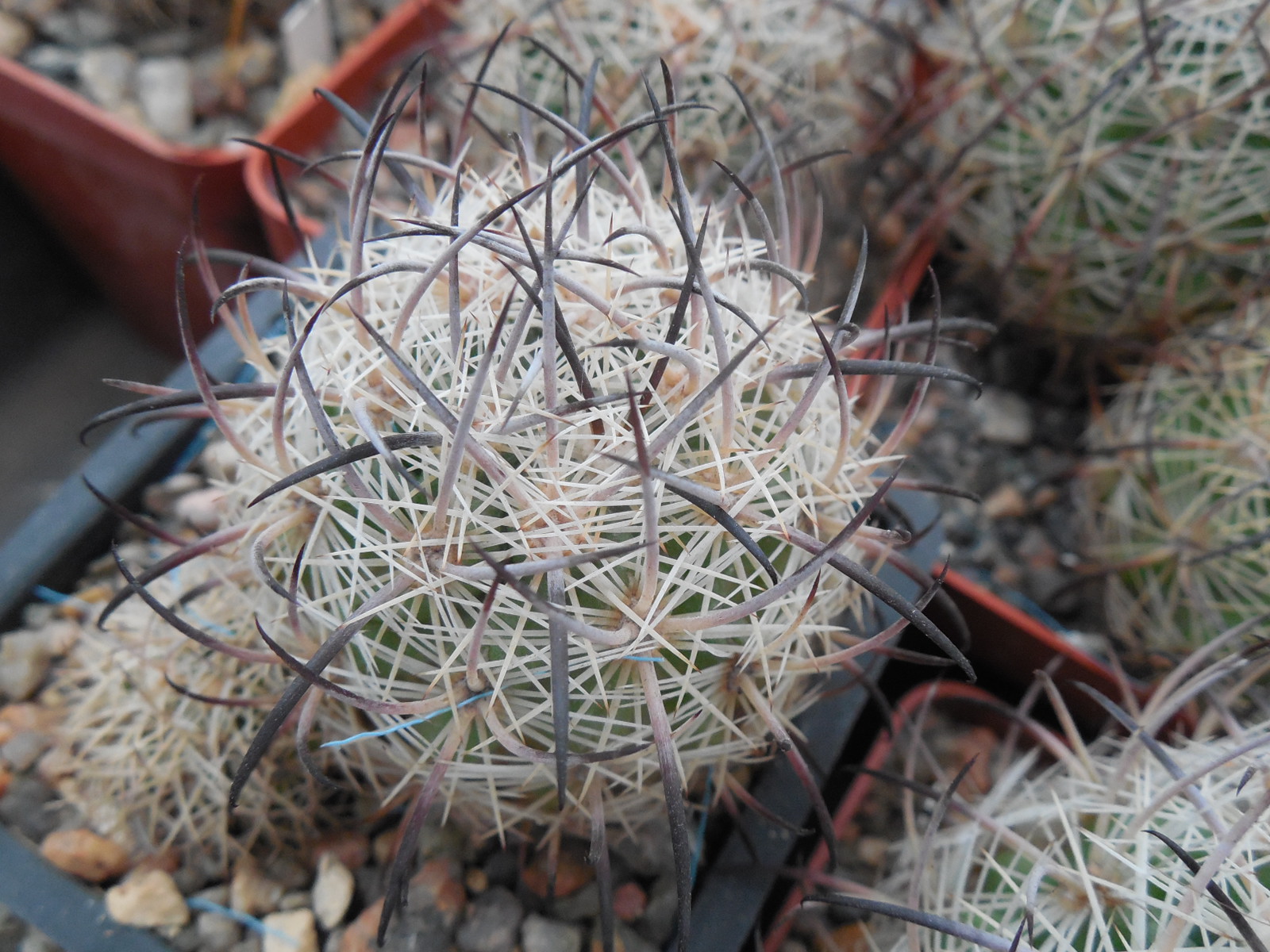Echinomastus unguispinus  GL 607 - s Jimenez, Chih. MG -  not grafted -