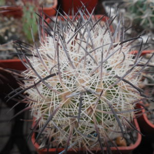 Echinomastus unguispinus  GL 607 - s Jimenez, Chih. MG -  not grafted -