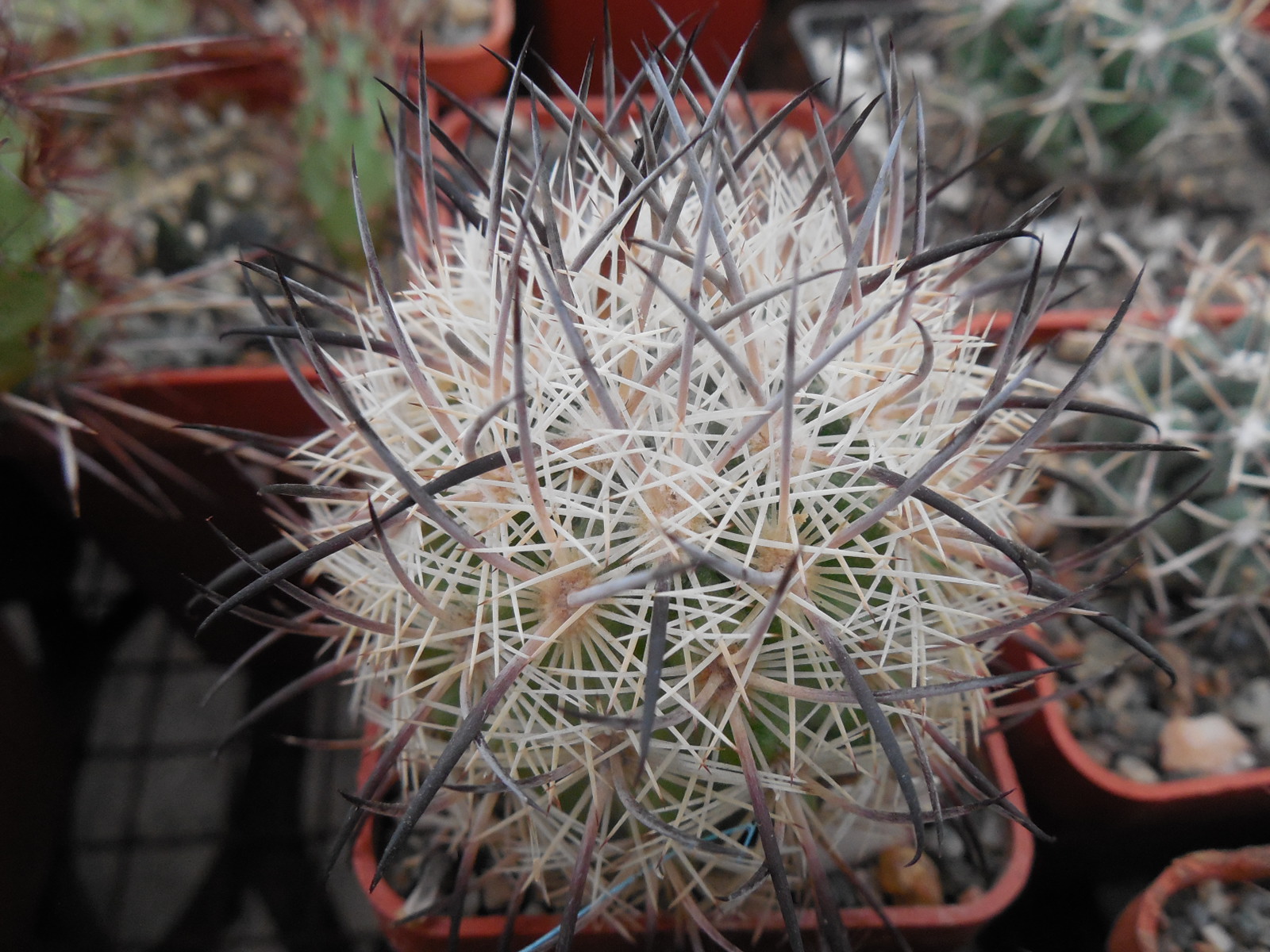 Echinomastus unguispinus  GL 607 - s Jimenez, Chih. MG -  not grafted -