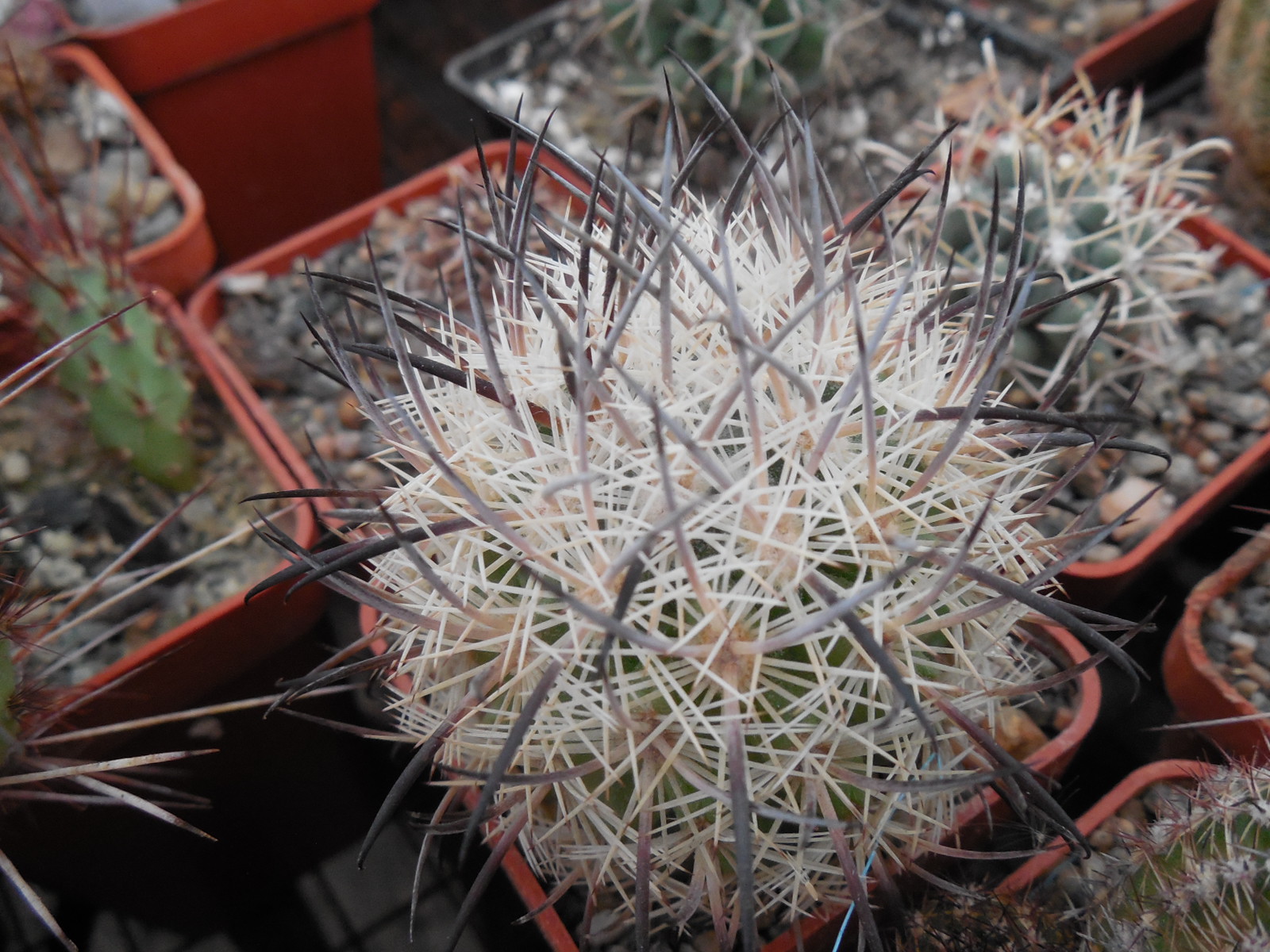 Echinomastus unguispinus  GL 607 - s Jimenez, Chih. MG -  not grafted -