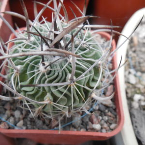 Echinofossulocactus  gladiatus - v. carneus