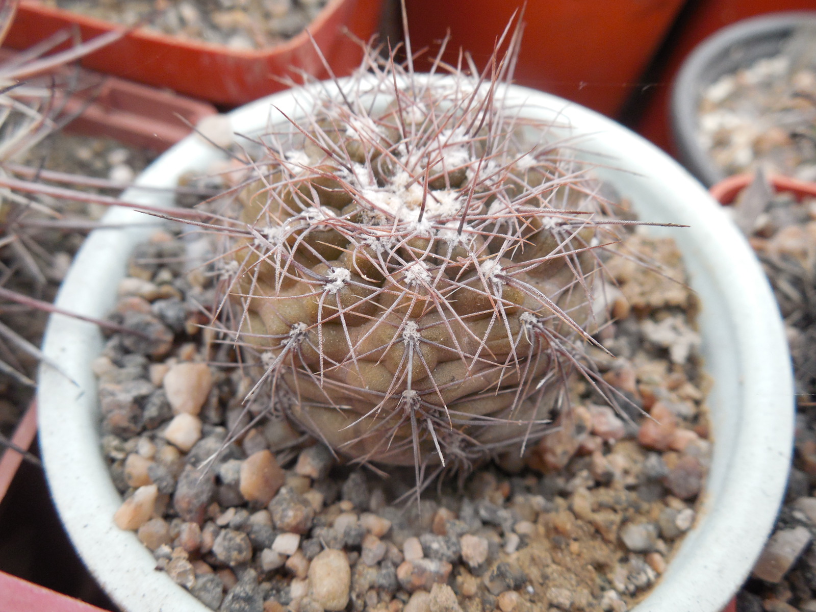 Gymnocalycium taningayense P 212 - Piltz -