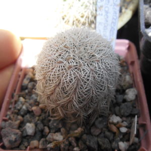 Echinocereus reichenbachii SB 387 - Kimble Co. Tx. /18/ to - 23*C - hearly flat. - MG -