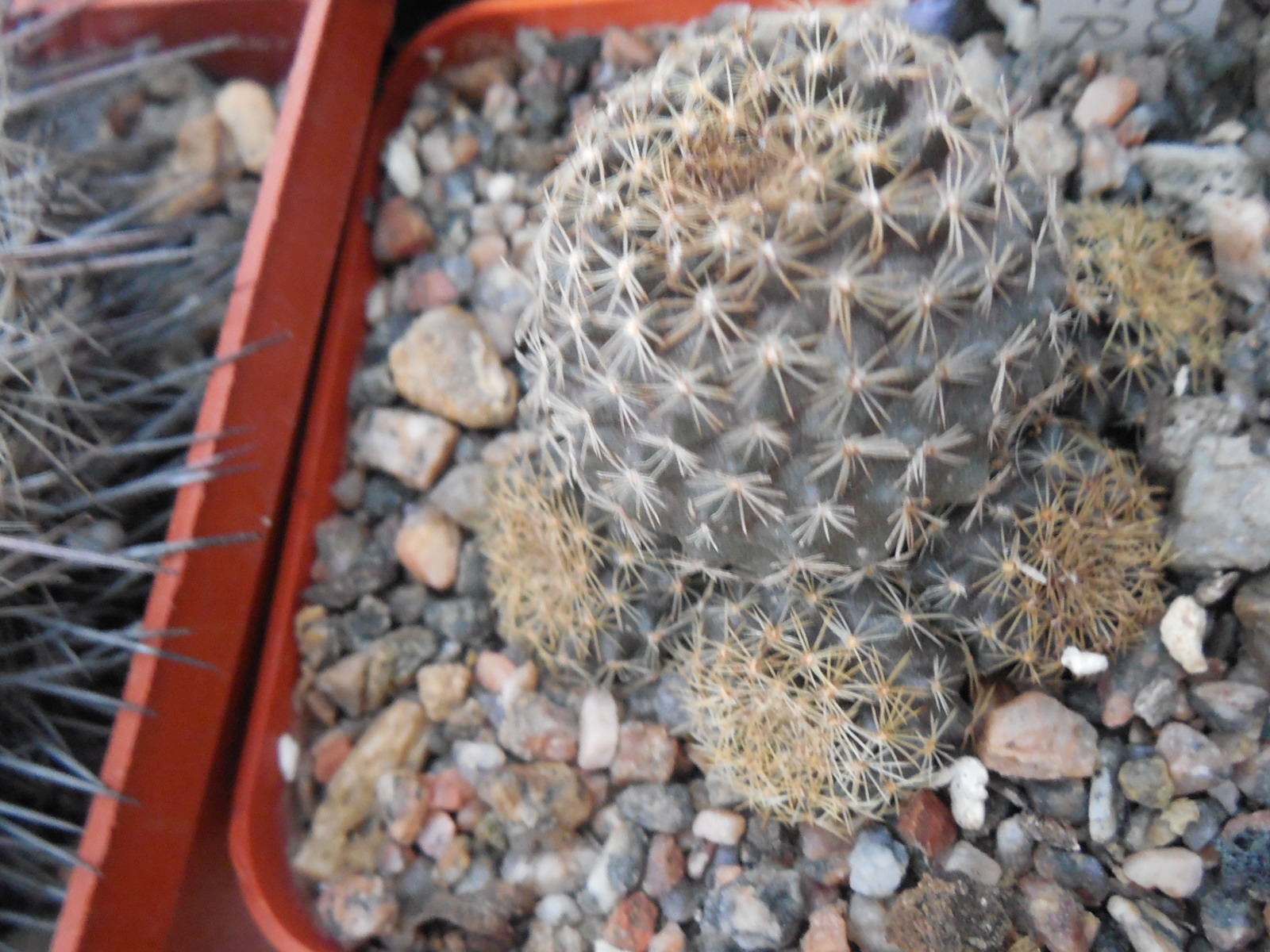 Copiapoa humilis FR 464 - Paposo, Chile