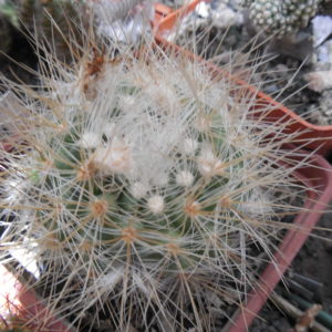 Parodia penicillata - v. nivosa