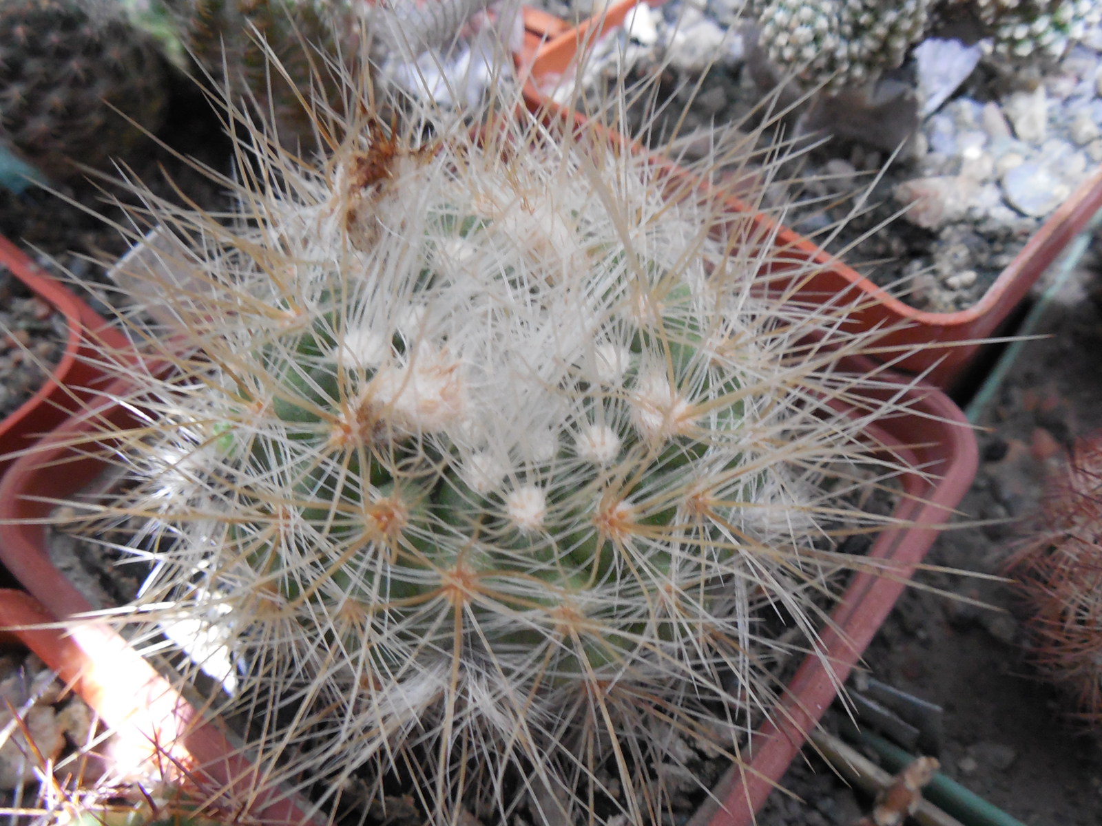 Parodia penicillata - v. nivosa