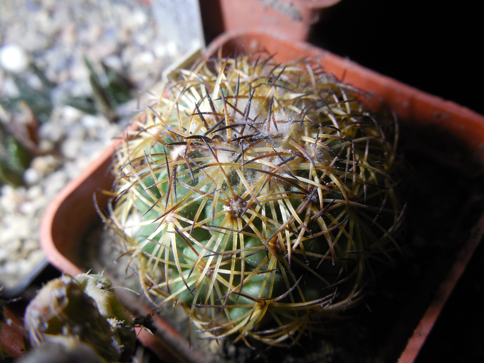 Coryphantha greenwoodii HO 5 - Puerto del Aine, Pue. - MG -